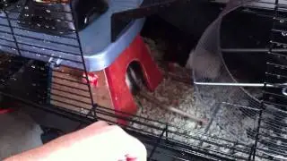 Small rat breeding project