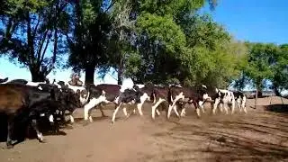 88 Overos medianos