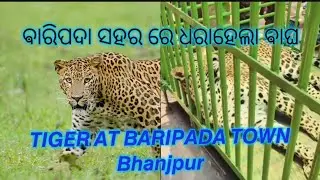Tiger in Baripada town #Leopard Mayurbhanj Odisha #similipalnationalpark