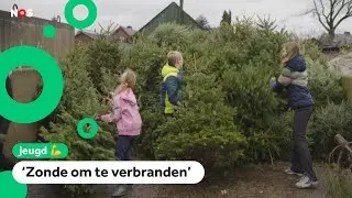 Wat gebeurt er met de 2,5 miljoen Nederlandse kerstbomen?