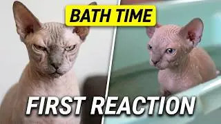 How to Bathe a Sphynx Kitten - The Step-By-Step Guide