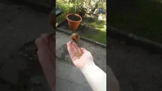 Hand Feeding a Robin - Britain's favourite small garden bird