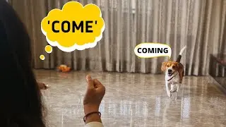 How to Train Beagle to Come to you when Called?