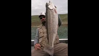 Big Fat Beast Trophy Whopper Rainbow Trout Fishing Los Vaqueros Reservoir California No Salmon
