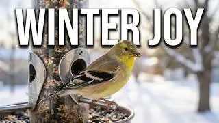 December Birdwatching Joy &ndash; Female Yellow Finch Brings Calm to the Season