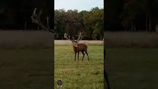 Bient&ocirc;t le retour du brame du cerf !