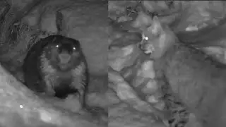The beaver and the bobcat
