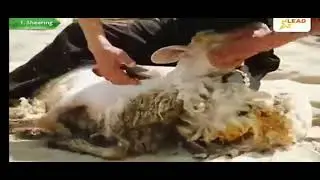 The process of making wool