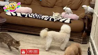 The fox runs and brings food to everyone, the puppies, the parrots. Лиса носит всем животным еду.