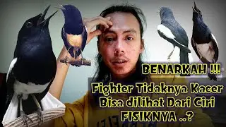 #1 🔴 APAKAH KACER FIGHTER BISA DILIHAT DARI CIRI FISIKNYA | QINARA BANYUWANGI