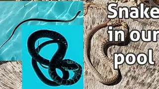 TIPS How To Remove a SNAKE in your POOL? | BUHAY AMERIKA  IN FLORIDA