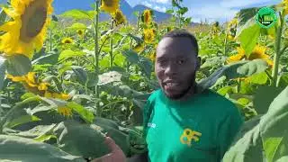 Mtaalamu akielezea ubora wa mbegu mpya ya alizeti