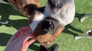 April 21, 2021 at Canine Country Club Amarillo Luxury  Pet Hotel and Spa