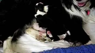 Q'Celtic litter - born 25.04.2009 - part 2
