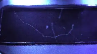 Background Radiation in the Peltier-Cooled Cloud Chamber