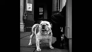 Discospondylitis and congenital vertebral body malformations in English and French bulldogs
