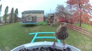 Birdify Video 11/18/2024