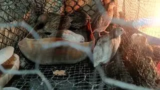 cómo marcar los huevos para la incubadora