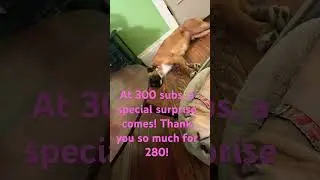 Tysm for 280 subscribers!!! #newyearnewus #fypシ #cute #businessthedog