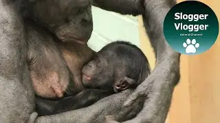 Baby Bonobo Upendi  - Yep It Looks Like It's A Boy
