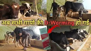 अब सभी गायों की D-Warming हो गई | Now all cows have been de-wormed.@AngadYadav-p9l #cow #farming 
