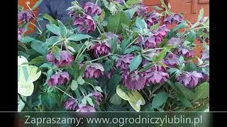 Ciemierniki (Helleboruses) nowe odmiany: VIV i Magic Collection
