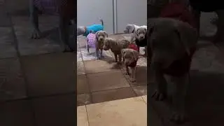 My cute Weimaraner puppies #dog #puppy #pets #cute #doglover #love #animals #funny #fashionstyle
