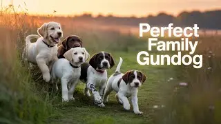 First time hunting? Pick the perfect gundog