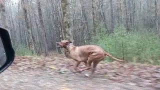 Nala the Rhodesian Ridgeback Run