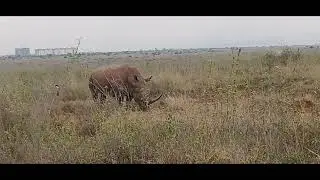 SELF DRIVE IN NAIROBI NATIONAL PARK KENYA AFRICA.