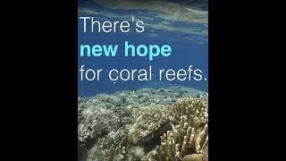 50 Reefs - Coral Triangle Resurvey
