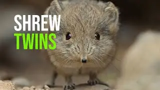 Twin Offspring for the Elephant Shrew Family