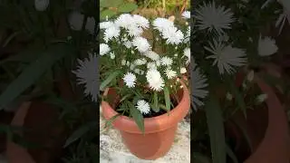 Blooming white daisy in the pot || Home Gardening | #flowers #trending #garden #daisy #shorts