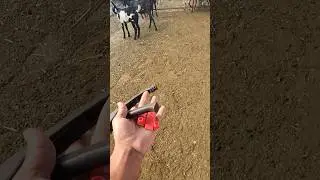 Tagging method#goat farming# bakra # business#youtubeshorts #viralvideo