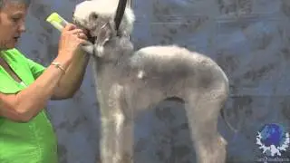 Grooming Expert Judy Hudson at Learn2GroomDogs.com