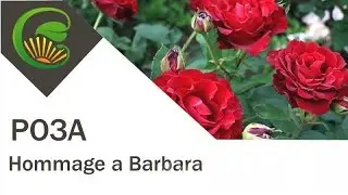 Hommage a Barbara  - французская роза