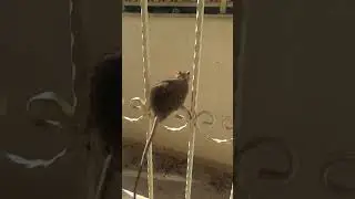 Sı&ccedil;anlar lağım fareleri ne kadar zıplayabilir ?😳