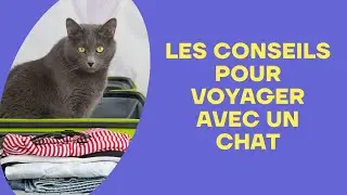 Les Conseils Pour Voyager Avec Un Chat 🐱