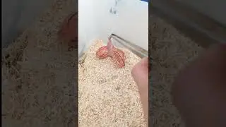 corn snake feeding