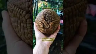 Nature&rsquo;s Real-Life Dragon: Discover the Pangolin