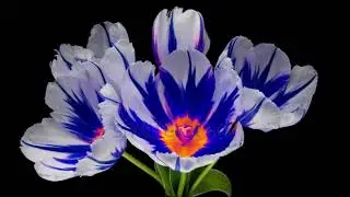 stock footage amazing blue tulip flowers blooming on black background wedding backdrop valentine s d