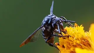 幸せを呼ぶ青いハチ、今年も来たよ　ルリモンハナバチ