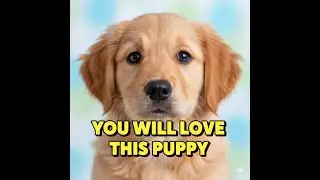 cute puppy viral 8 shorts video ❤️ | Full Emotional Journey #viral #viralvideo