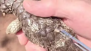 Removing ticks from a Bobtail Skink ( Bobtail Goanna ) Tiliqua rugosa