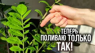 Полейте Замиокулькас именно ТАК! / Как поливать для активного роста новых веток?