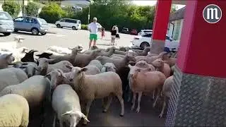 Schafe st&uuml;rmten beinahe Netto-Markt in Kareth