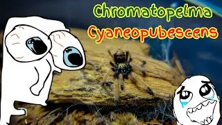 Chromatopelma Cyaneopubescens | Green Bottle Blue | Sling | Exotic Web