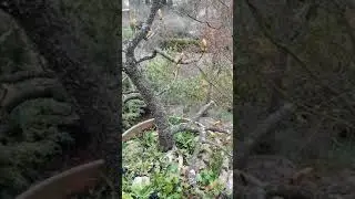 Bonsai Yamadori Rosskastanie im Austrieb April 2021
