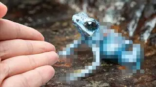 幻の青いヤドクガエルを南米で探す