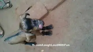 Goat With Human Face